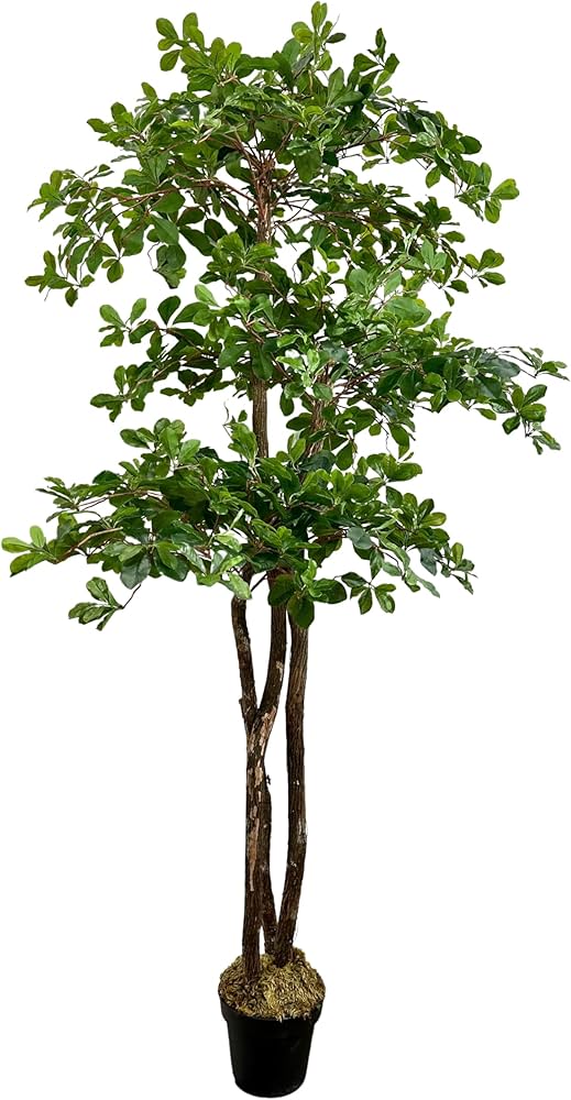 Árbol De Olivo Ítalo 182 CMS