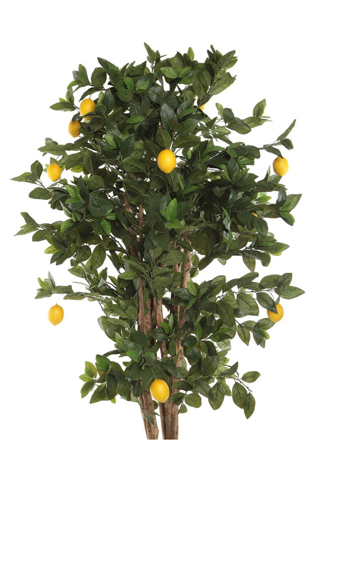 Arbol Lemon Lime 180 CMS