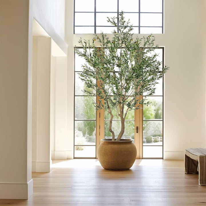 Arbol Olive 300 CMS