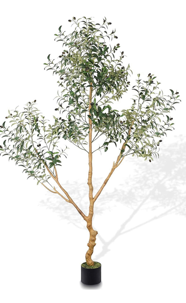 Arbol Olive Three Branches 213 CMS