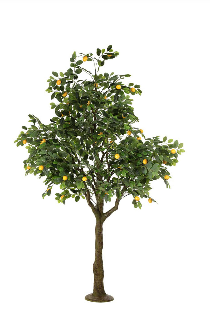 Arbol Lemon Tree
