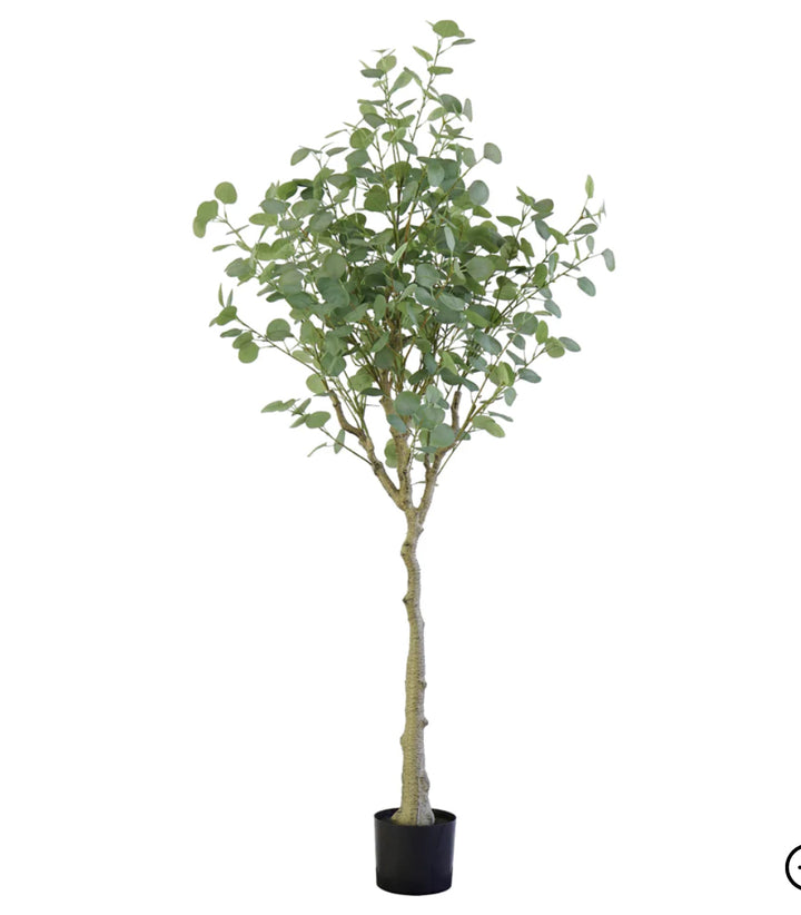 Arbol eucalipto 180 cms